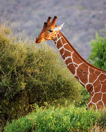 Samburu Giraffe 1 - Image by Wendy Podmenik Woodell