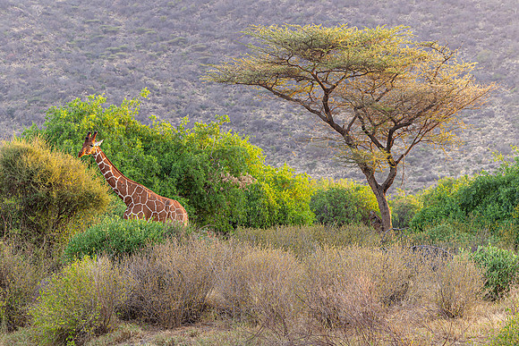 Reticulated Giraffe of Samburu R62_7670-CR3 Image by Glenn Woodell