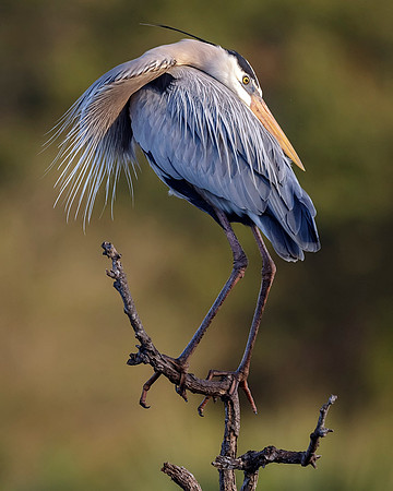 Great Blue Heron- Image by Glenn Woodell