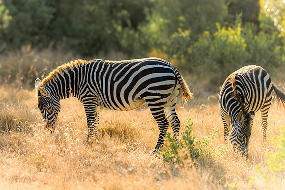 Ol Pejeta Zebra 4 - Image by Wendy Podmenik Woodell