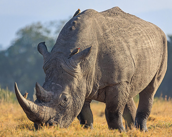 Ol Pejeta Rhino 3 - Image by Wendy Podmenik Woodell