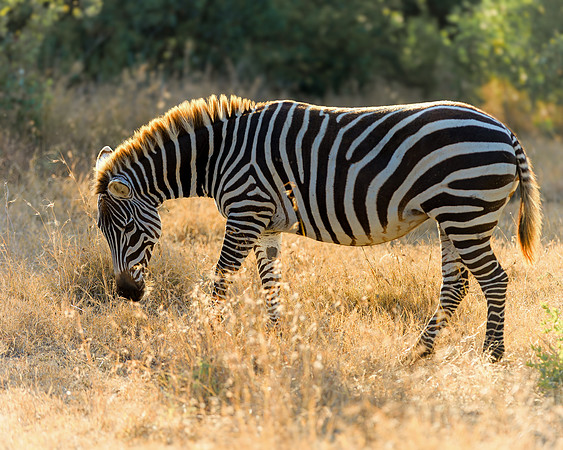 Ol Pejeta Zebra 5 - Image by Wendy Podmenik Woodell
