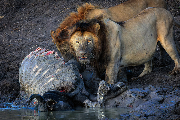 Ol Pejeta Lion 2 - Image by Wendy Podmenik Woodell