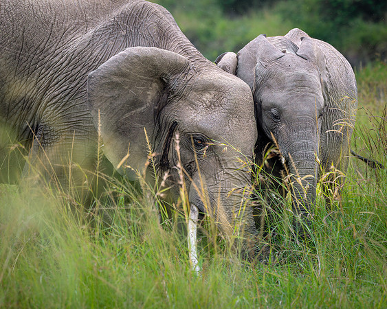 Elephant with young in Maasai Mara R62_9080-CR3 Image by Glenn Woodell