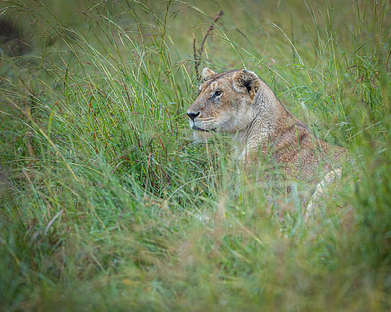 Lioness in Maasai Mara R61_3353-CR3 Image by Glenn Woodell