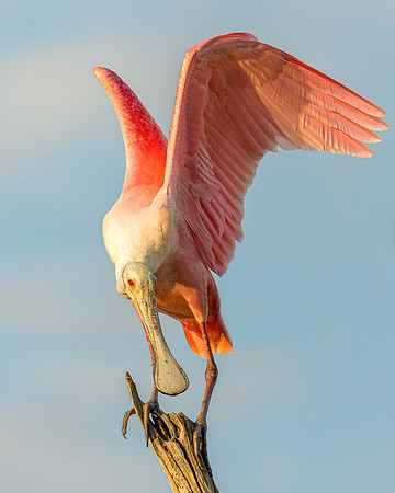 Roseate Spoonbill  -Image by Wendy Podmenik Woodell