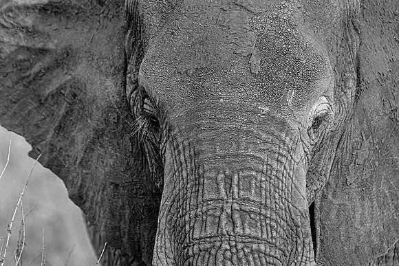 Elephant in Samburu R61_8891-CR3 Image by Glenn Woodell