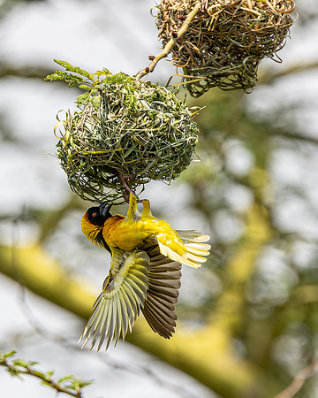 Weaver bird in Maasai Mara R61_3831-CR3 Image by Glenn Woodell