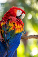 Scarlet Macaw  -Image by Wendy Podmenik Woodell