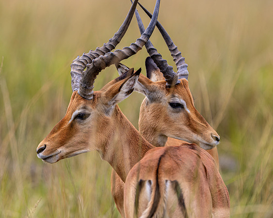 Impalas in Maasai Mara R61_4049-CR3 Image by Glenn Woodell