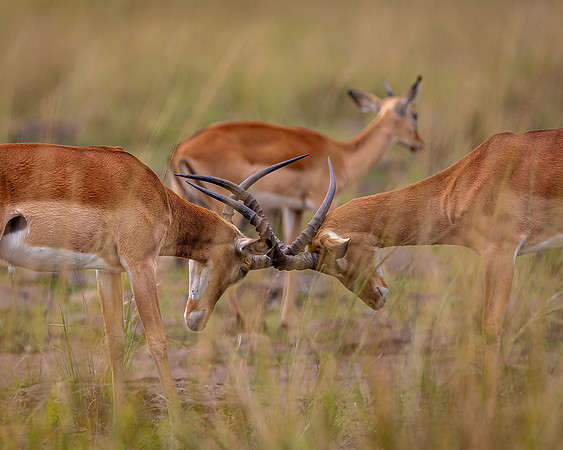 Impalas in Maasai Mara R61_4096-CR3 Image by Glenn Woodell