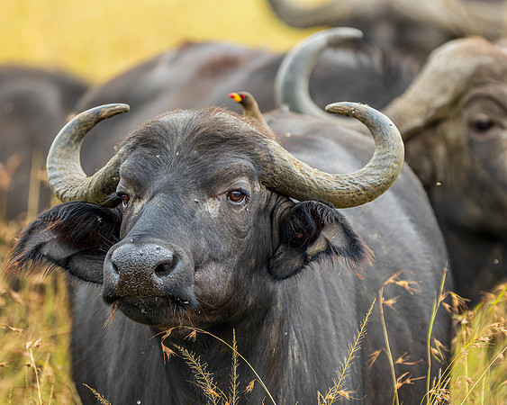 Cape buffalo and ox pecker in Maasai Mara R61_3255-CR3 Image by Glenn Woodell