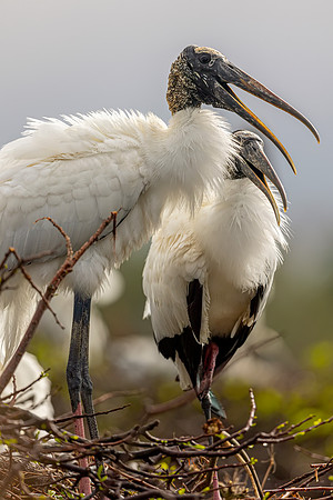 Wood Storks- Image by Glenn Woodell
