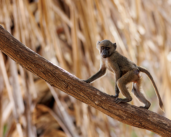 Samburu Baboon 8 - Image by Wendy Podmenik Woodell