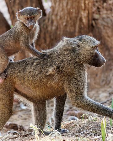 Samburu Baboon 6 - Image by Wendy Podmenik Woodell