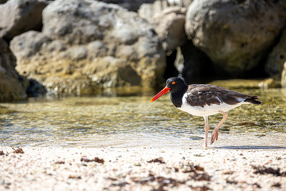 Oystercatcher- R62_8723 Image by Glenn Woodell