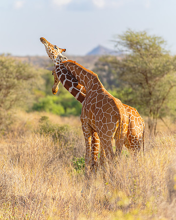 Samburu Giraffe 3 - Image by Wendy Podmenik Woodell