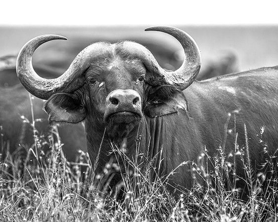 Cape buffalo in Maasai Mara R61_3260-BW Image by Glenn Woodell