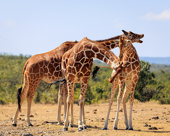 Maasai Mara Giraffe 1 - Image by Wendy Podmenik Woodell