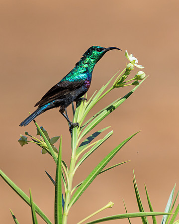 A84A5996-CR3- Image by Wendy Podmenik Woodell