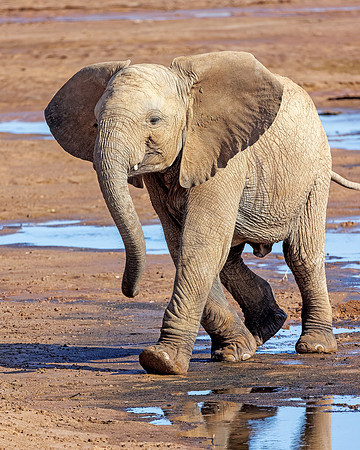 Samburu Elephant 31 - Image by Wendy Podmenik Woodell