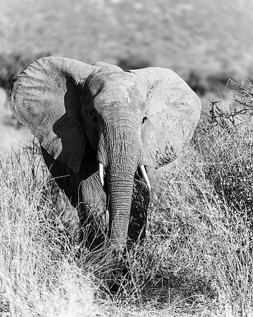 Samburu Elephant 36 - Image by Wendy Podmenik Woodell