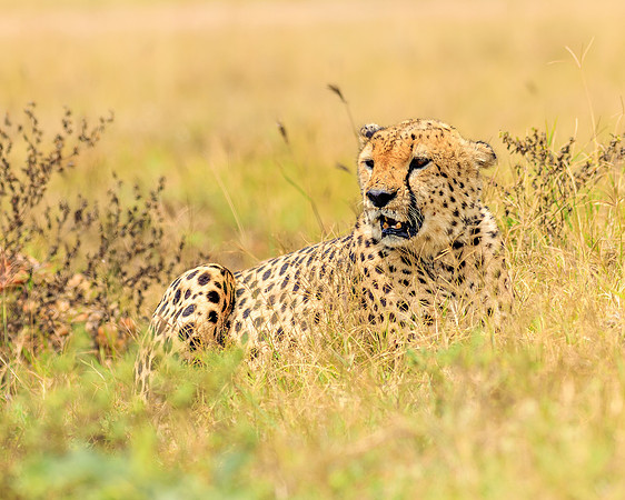 Maasai Mara Cheetah 1 - Image by Wendy Podmenik Woodell