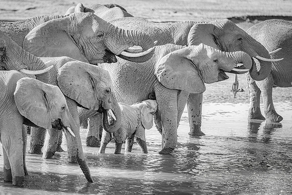 Samburu Elephant 43 - Image by Wendy Podmenik Woodell