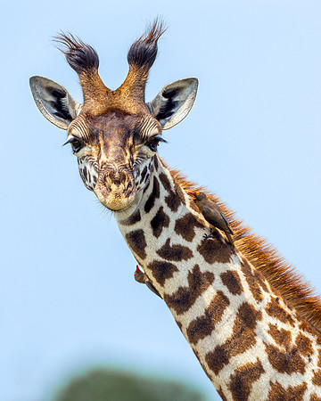 Giraffe with ox peckers in Maasai Mara R61_2911-CR3 Image by Glenn Woodell