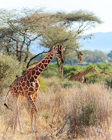 Samburu Giraffe 6 - Image by Wendy Podmenik Woodell