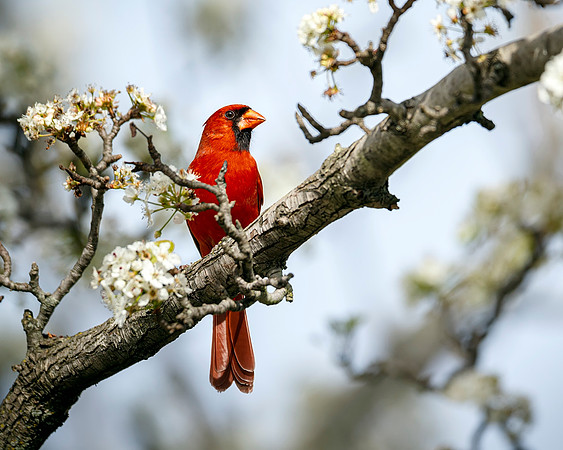 Newport News- Cardinal at Rest Image by Glenn Woodell