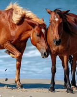 Carova Horses- Image by Glenn Woodell