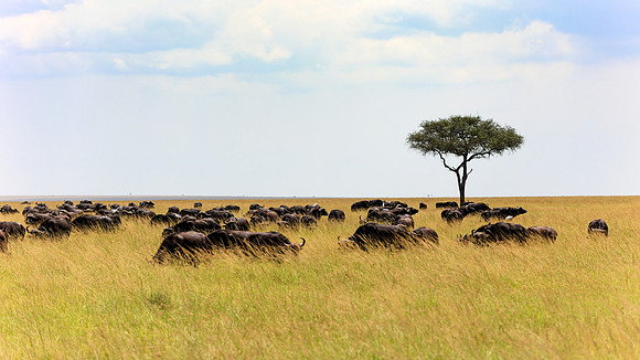 Maasai Mara Cape Buffalo 1 - Image by Wendy Podmenik Woodell