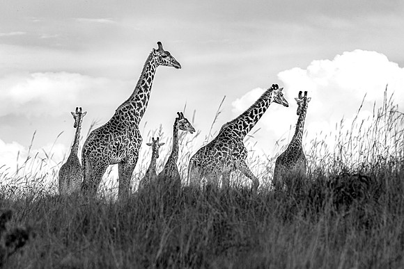 Giraffes in Massai Mara R61_3929-BW Image by Glenn Woodell