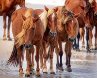 Carova Horses- Image by Glenn Woodell