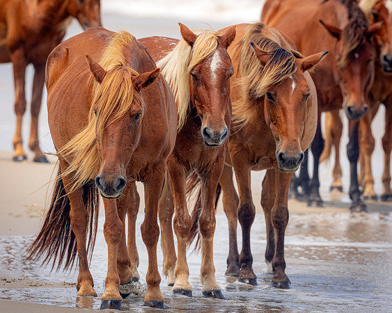 Carova Horses- Image by Glenn Woodell