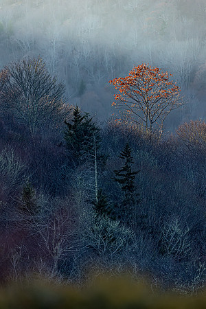 R62_8372 Image by Glenn Woodell