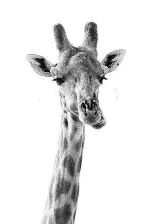Giraffe - image by Wendy Podmenik Woodell