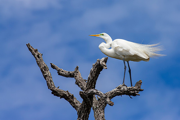Egret- Bright Eyes Blue Skies  -Image by Wendy Podmenik Woodell