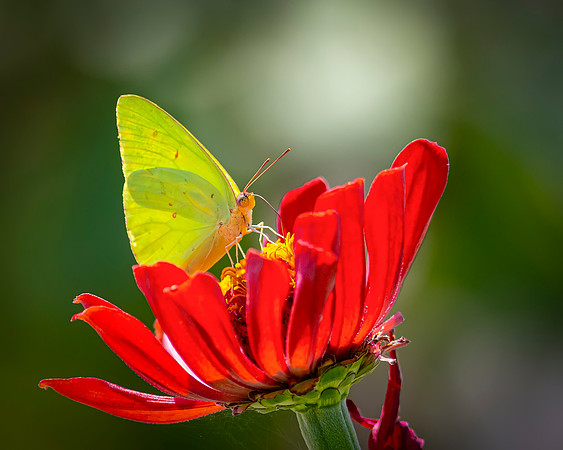 R61_3465 Image by Glenn Woodell