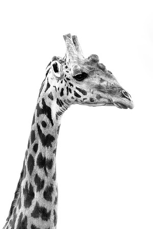 Maasai Mara Giraffe 3 - Image by Wendy Podmenik Woodell