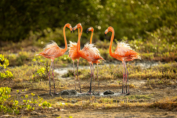 Flamingo- R62_9380 Image by Glenn Woodell