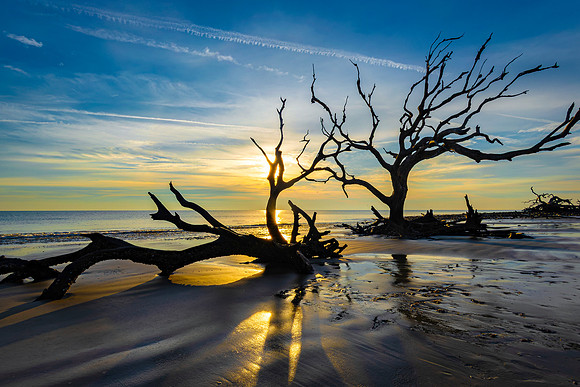 Jekyll Island- Driftwood at Dawn  -Image by Wendy Podmenik Woodell
