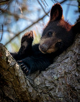 Black Bear- Friendly Cub Image by Glenn Woodell