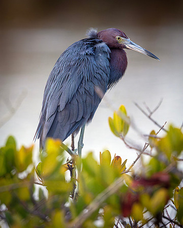 Little Blue Heron- R62_0856 Image by Glenn Woodell