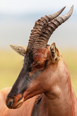 A84A5955-CR3 - Image by Wendy Podmenik Woodell