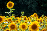 Smithfield- Sunflower Daze Image by Glenn Woodell