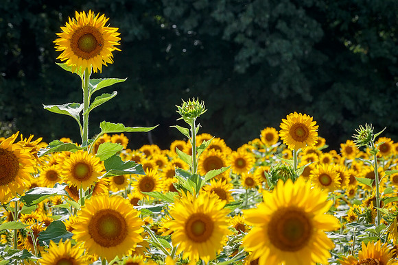 Smithfield- Sunflower Daze Image by Glenn Woodell