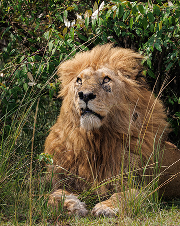 Maasai Mara Lion 17 - Image by Wendy Podmenik Woodell