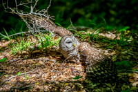 Barred Owl- Sunbathing Barred Owl Image by Glenn Woodell